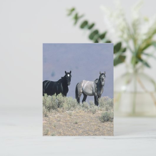 砂漠の野生のマスタングの馬3 ポストカード (スタンド正面)