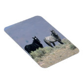 砂漠の野生のマスタングの馬3 マグネット (右側)