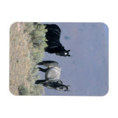砂漠の野生のマスタングの馬3 マグネット (横)