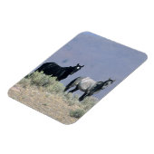 砂漠の野生のマスタングの馬3 マグネット (左側)