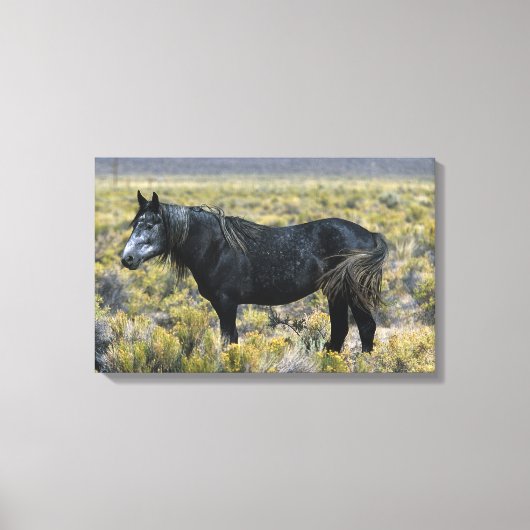 砂漠の野生のマスタング馬 キャンバスプリント (正面)