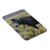 砂漠の野生のマスタング馬 マグネット (右側)