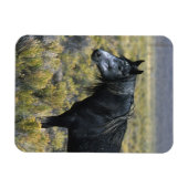 砂漠の野生のマスタング馬 マグネット (横)