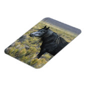 砂漠の野生のマスタング馬 マグネット (左側)