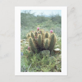 砂漠の開花サボサボソノラアリゾナ写真はがき ポストカード