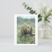 砂漠の開花サボサボソノラアリゾナ写真はがき ポストカード (スタンド正面)