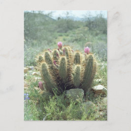 砂漠の開花サボサボソノラアリゾナ写真はがき ポストカード