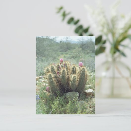 砂漠の開花サボサボソノラアリゾナ写真はがき ポストカード (スタンド正面)