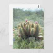 砂漠の開花サボサボソノラアリゾナ写真はがき ポストカード (正面/裏面)