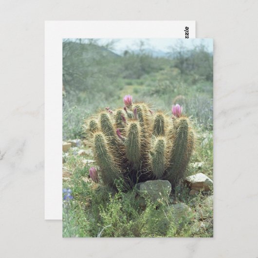 砂漠の開花サボサボソノラアリゾナ写真はがき ポストカード (正面/裏面)