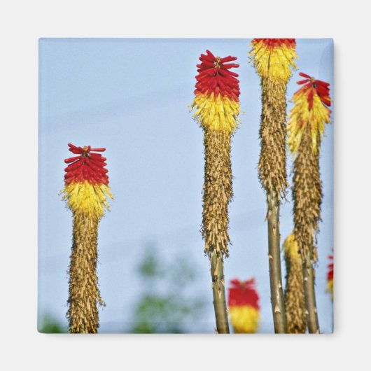 砂漠の開花,フェニックス,アリゾナ, USA fl マグネット (正面)