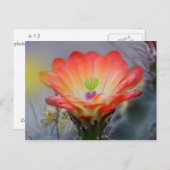 砂漠の開花 ポストカード (正面/裏面)