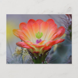 砂漠の開花 ポストカード
