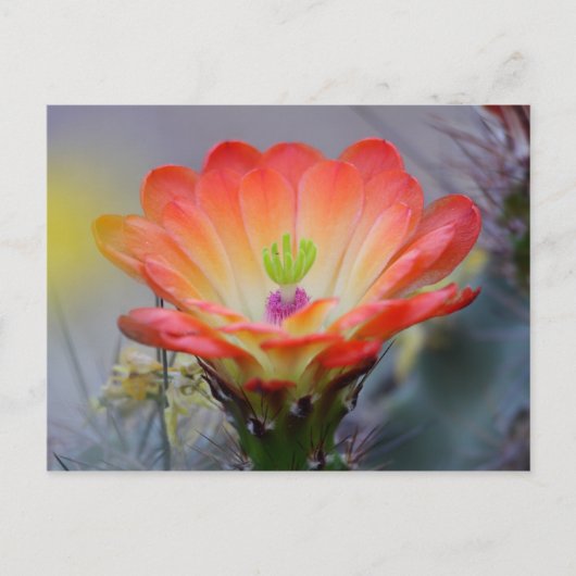 砂漠の開花 ポストカード (正面)