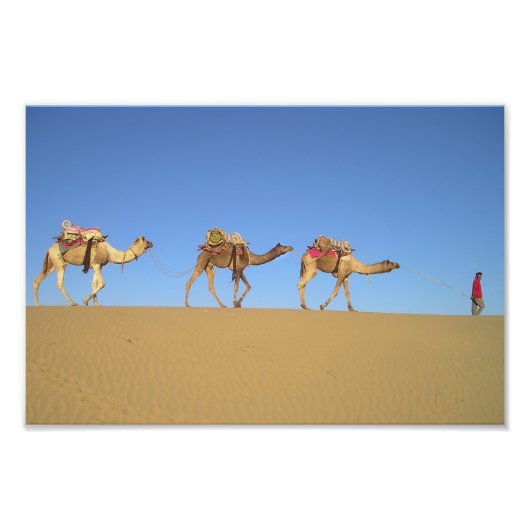 砂漠の3頭のラクダのポスター フォトプリント            (正面)