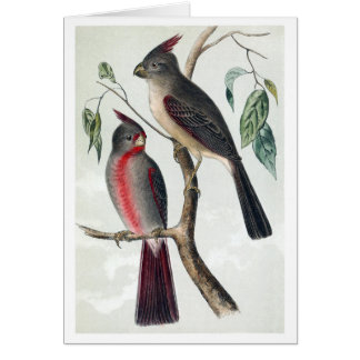 砂漠の（鳥）ショウジョウコウカンチョウ