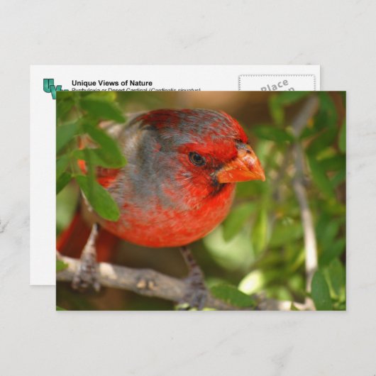 砂漠の(鳥)ショウジョウコウカンチョウ ポストカード (正面/裏面)