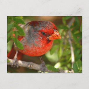砂漠の(鳥)ショウジョウコウカンチョウ ポストカード