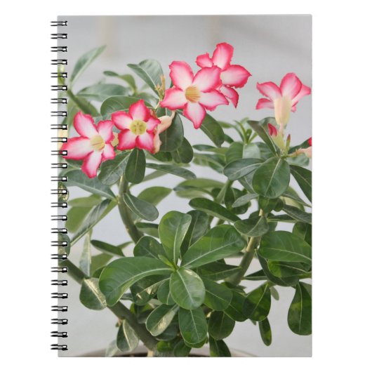 砂漠バラによっては植物が開花します ノートブック (正面)