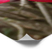 砂漠バラフラワーポスター ポスター (角)