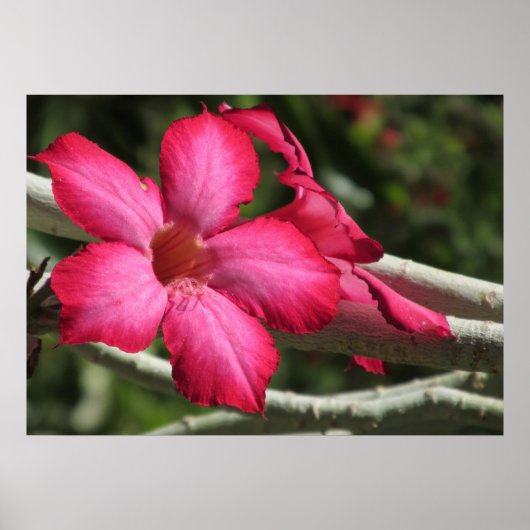 砂漠バラポスター ポスター (正面)