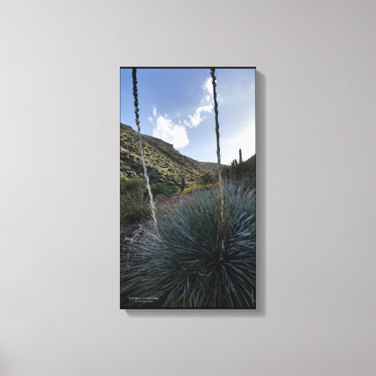 砂漠南西ソトールプラントシーニックイメージアリゾナ キャンバスプリント (正面)