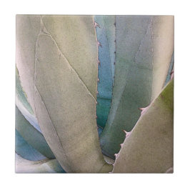 砂漠南西植物学 タイル