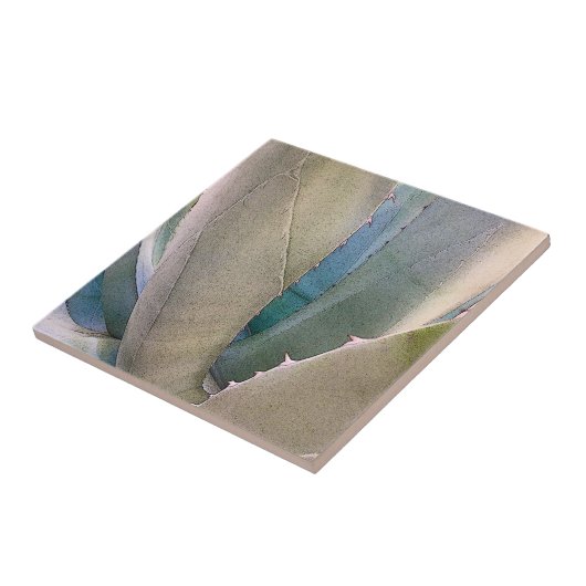 砂漠南西植物学 タイル (側面)