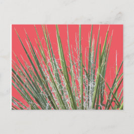 砂漠植物園はがき ポストカード
