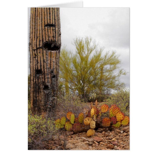 砂漠植物 (正面)