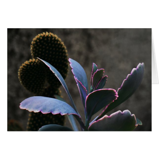 砂漠植物 (正面横)