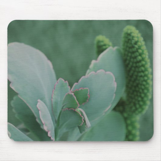 砂漠植物 マウスパッド (正面)