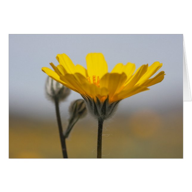 砂漠砂丘ヒマワリ (正面横)