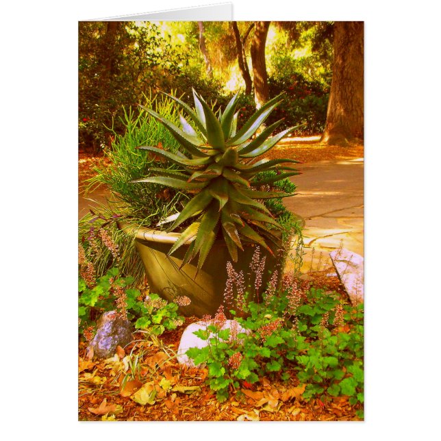 砂漠美しい (正面)