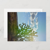 砂漠美しい ポストカード (正面/裏面)