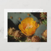 砂漠金ゴールド ポストカード (正面/裏面)