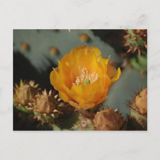 砂漠金ゴールド ポストカード