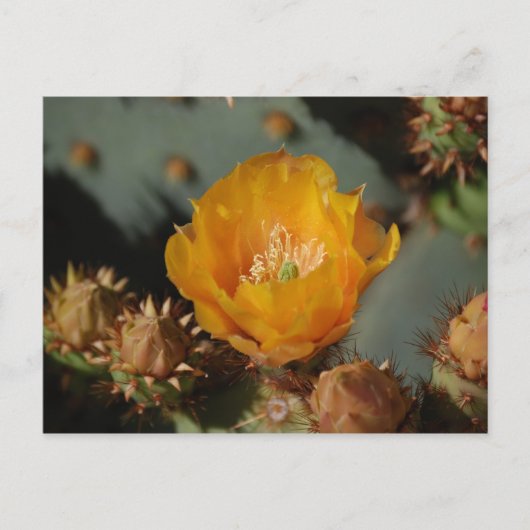 砂漠金ゴールド ポストカード (正面)