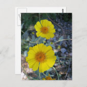 砂漠金ゴールド ポストカード (正面/裏面)