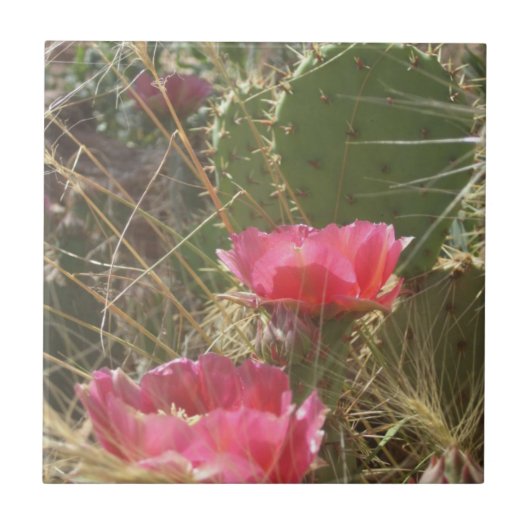 砂漠開花タイル タイル (正面)