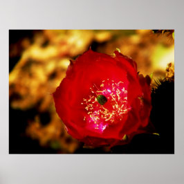 砂漠開花プリント ポスター