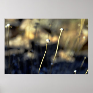 砂漠開花 ポスター