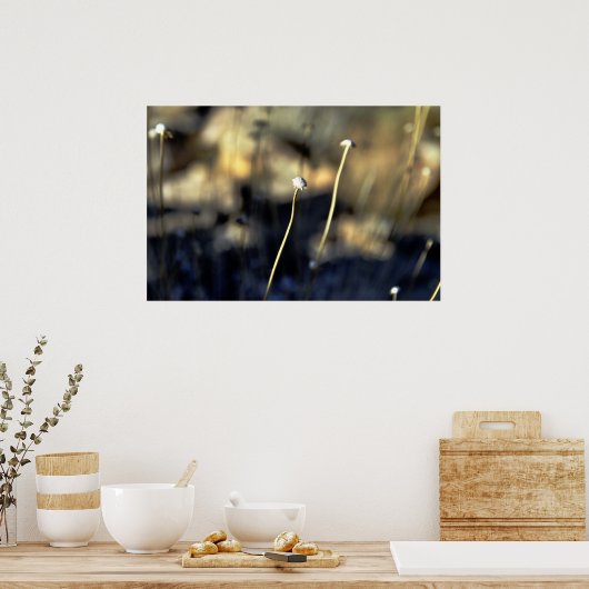 砂漠開花 ポスター (キッチン)