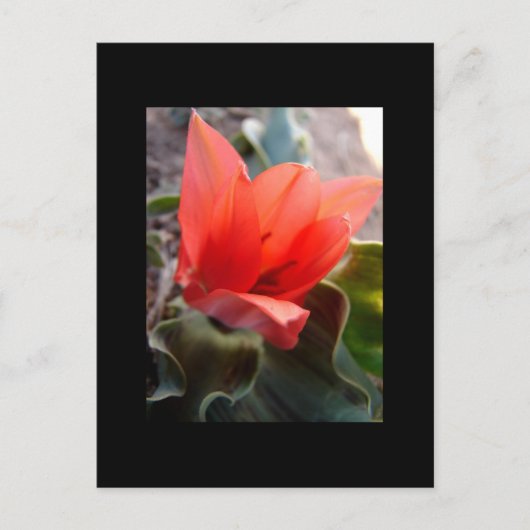 砂漠開花 ポストカード (正面)