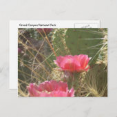 砂漠開花 ポストカード (正面/裏面)