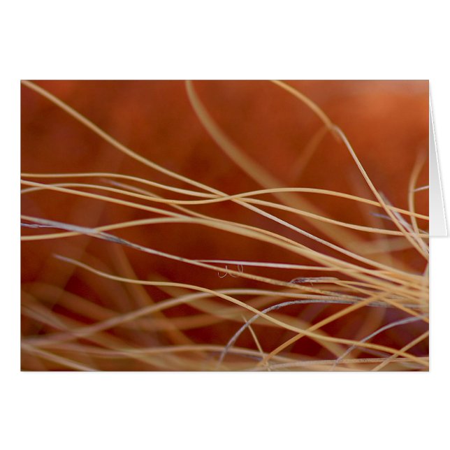 砂漠風 (正面横)