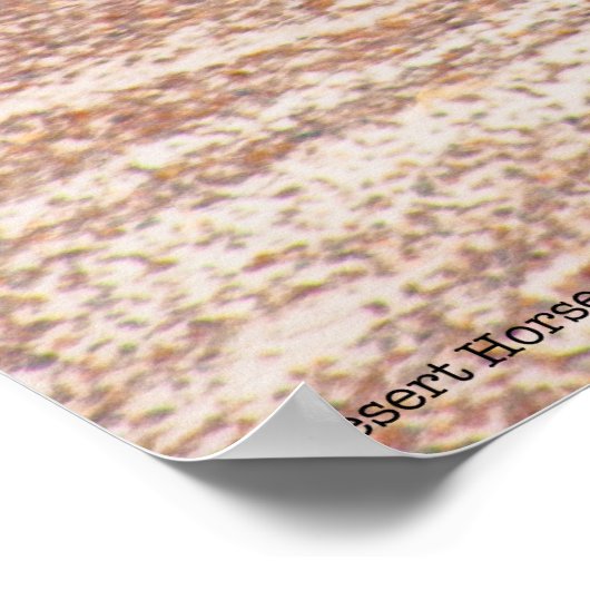 砂漠馬P8664 ポスター (角)