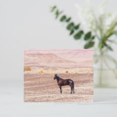 砂漠馬P8664 ポストカード (スタンド正面)