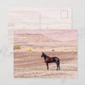砂漠馬P8664 ポストカード (正面/裏面)