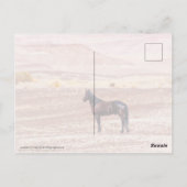 砂漠馬P8664 ポストカード (裏面)